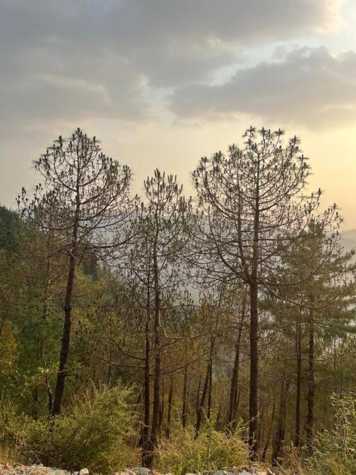 Residence Inn Homestay Shimla Dış mekan fotoğraf