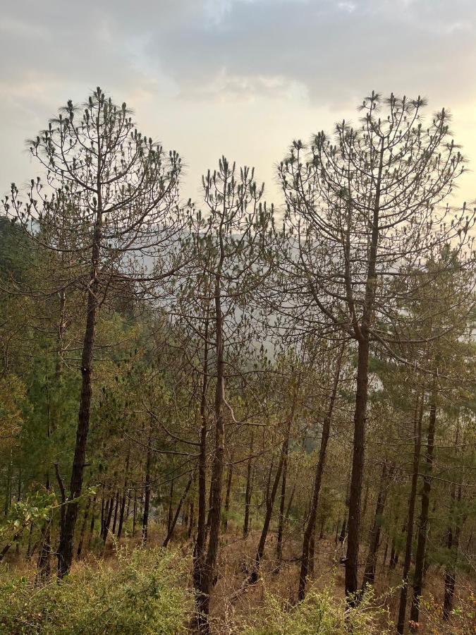 Residence Inn Homestay Shimla Dış mekan fotoğraf